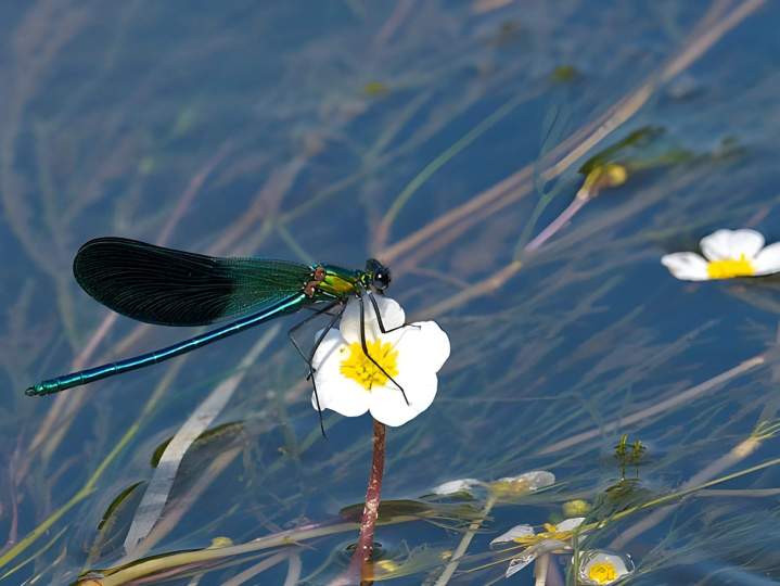 Bord de rivière vue sur la nature en Dordogne